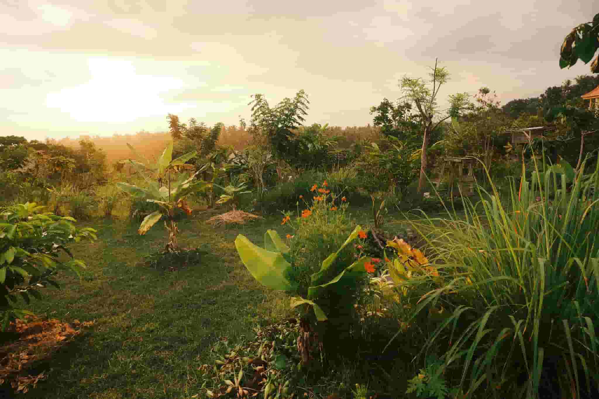 Check our Garden