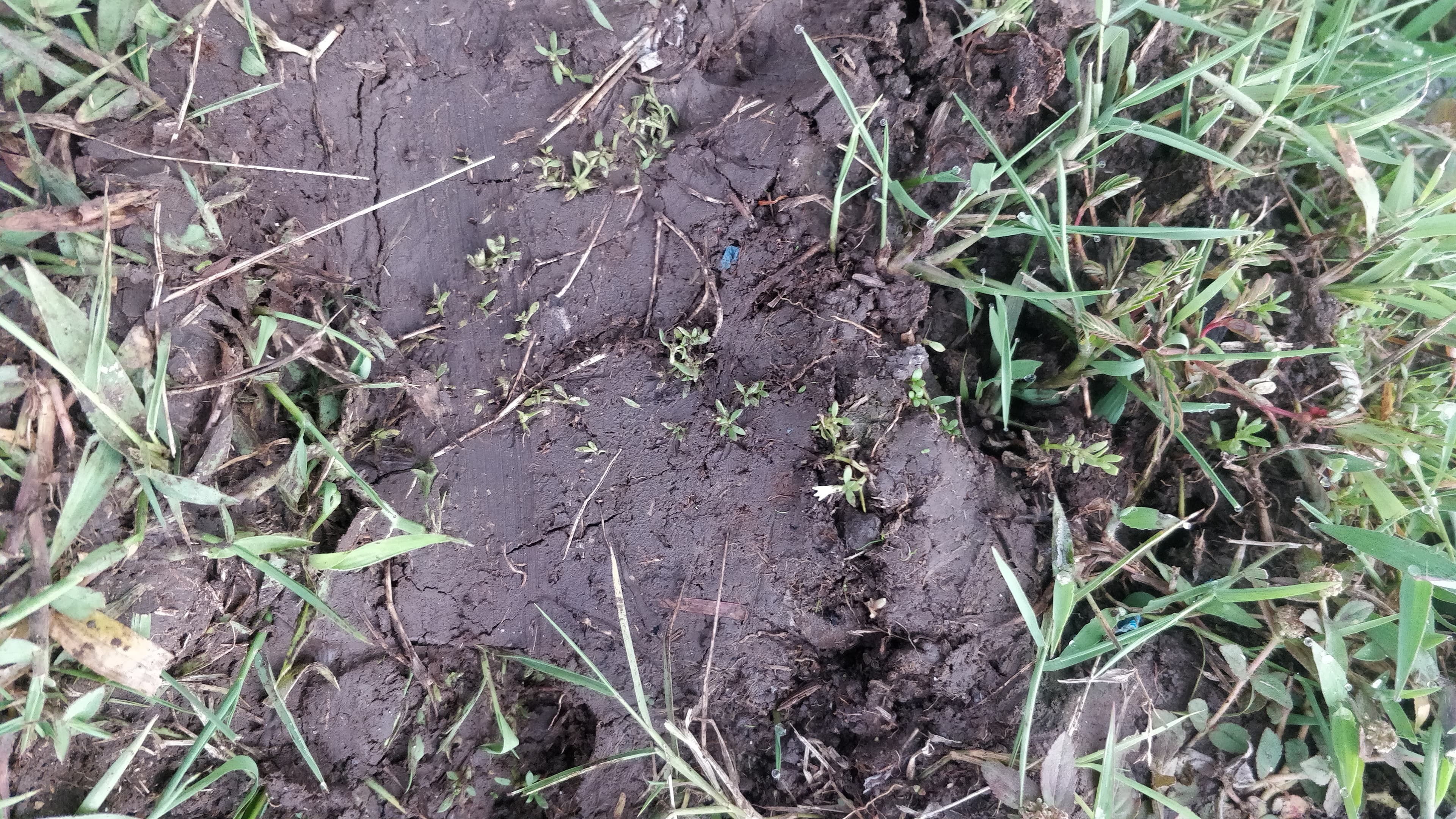 With of course some native plastic so typical South East Asian soils.